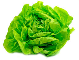 Lettuce - AGROPLAN